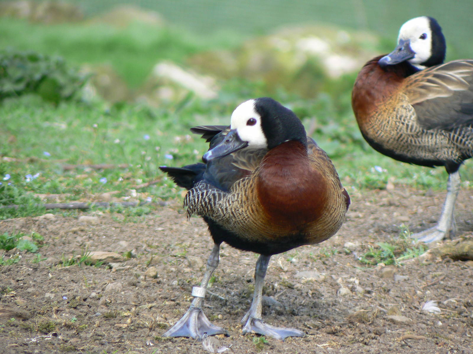 White-faced Whistling Duck- Into Africa