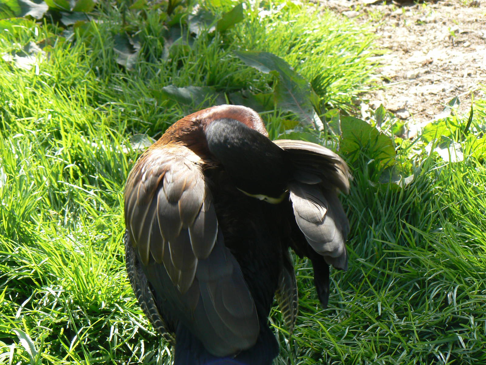 White-faced Whistling Duck- Into Africa