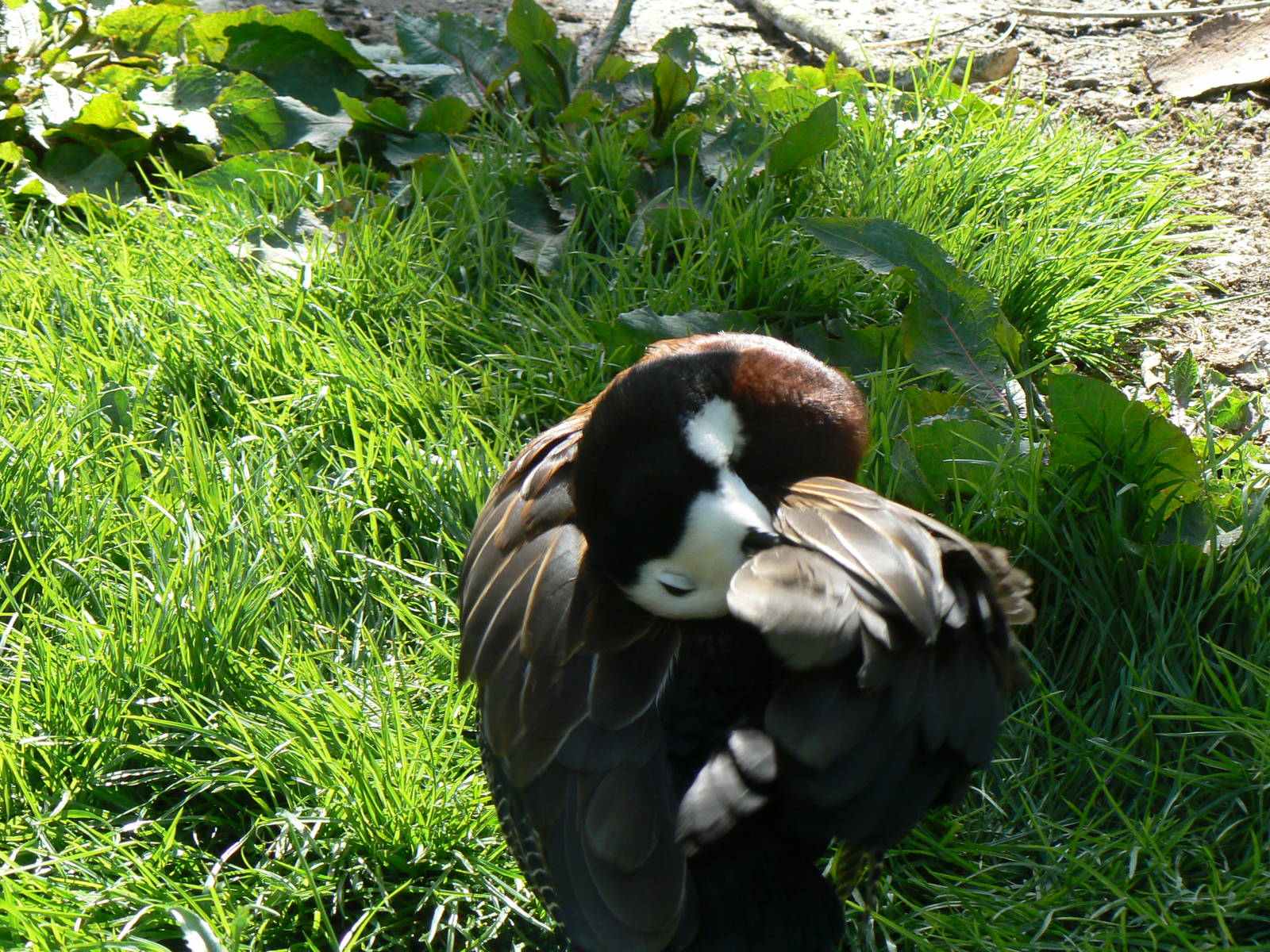 White-faced Whistling Duck- Into Africa