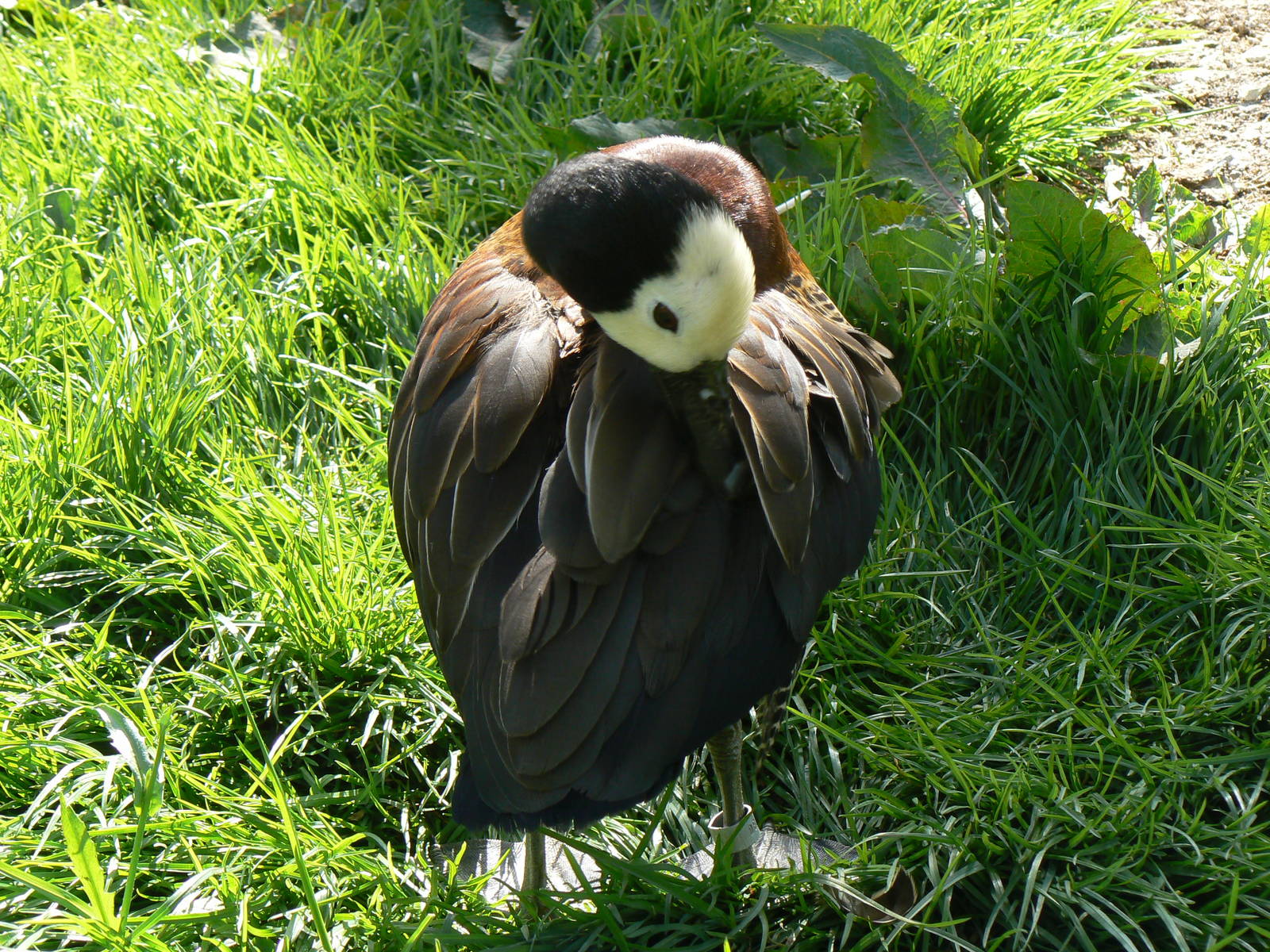 White-faced Whistling Duck- Into Africa