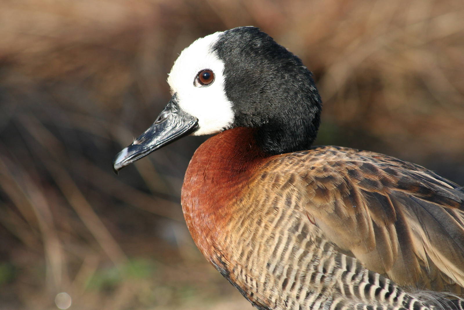 White-Faced Whistling Duck @ Lotherton; 10.11.2010