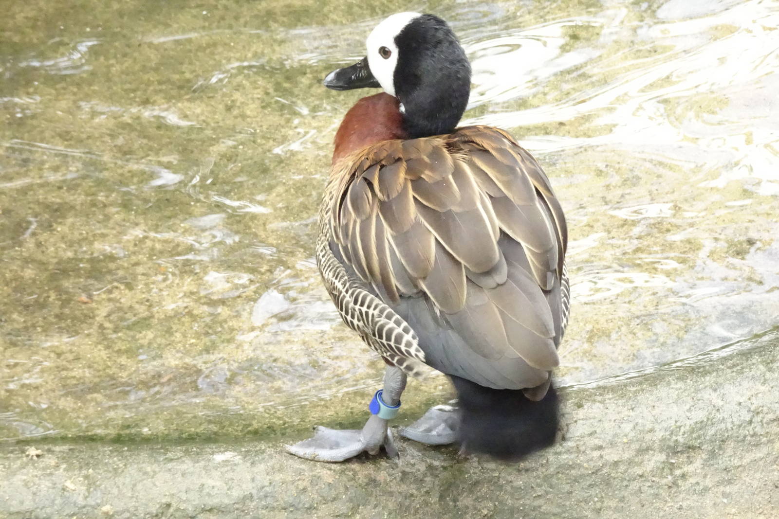 White-faced whistling-duck, October 2016