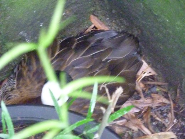 White-Faced Whistling Duck on Nest