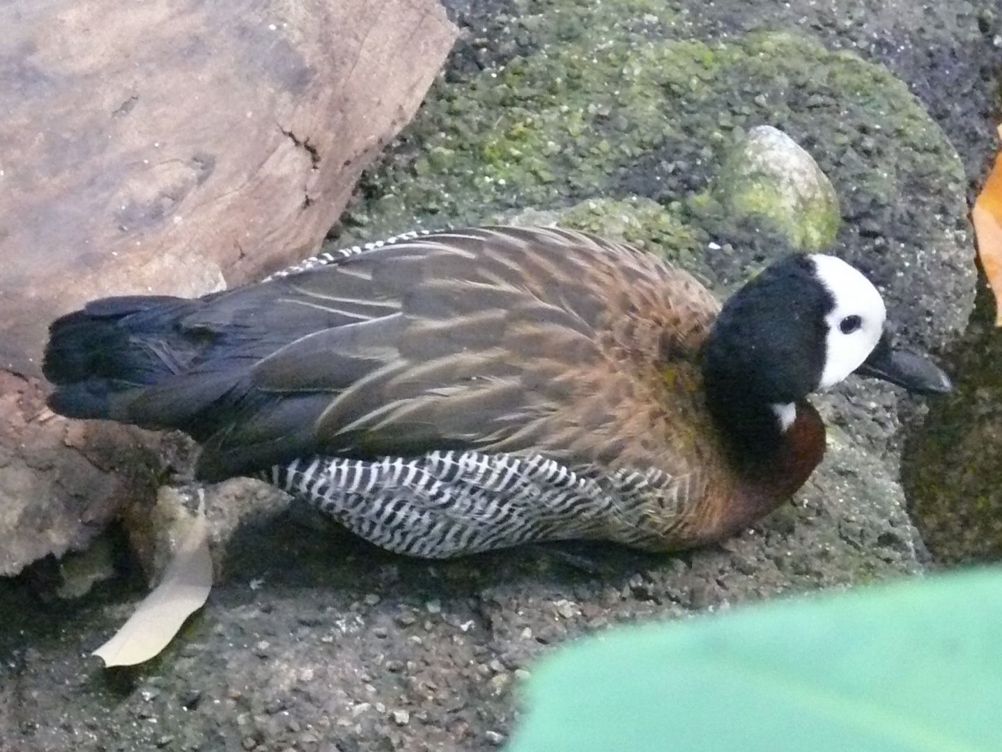 White-faced whistling-duck - reopening 31-08-2020