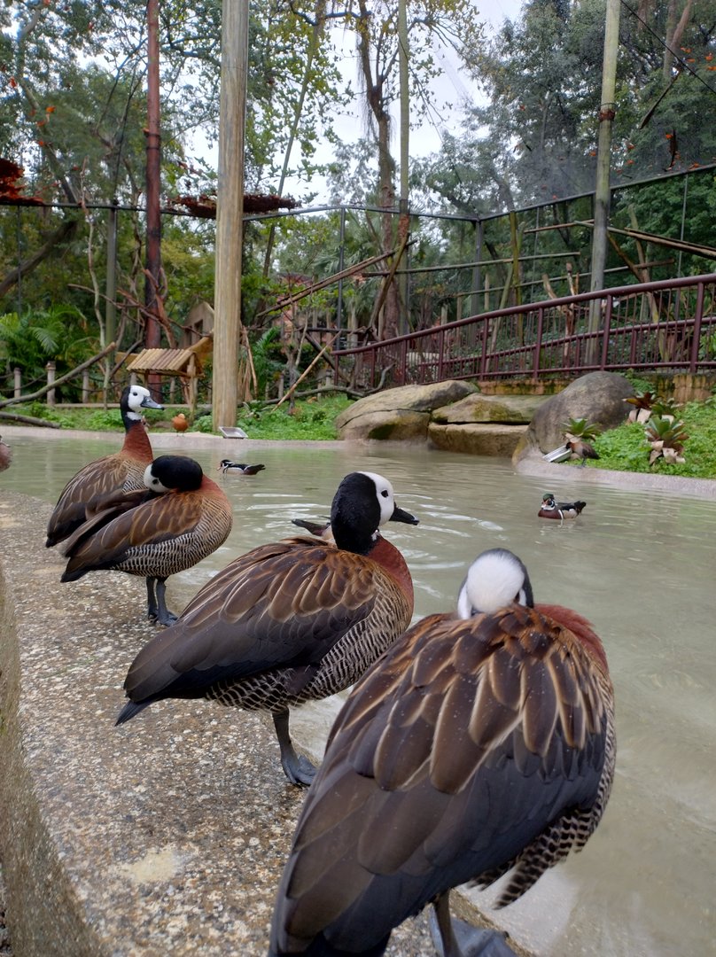 White-faced whistling duck, Tropical immersion - Bioparque do Rio