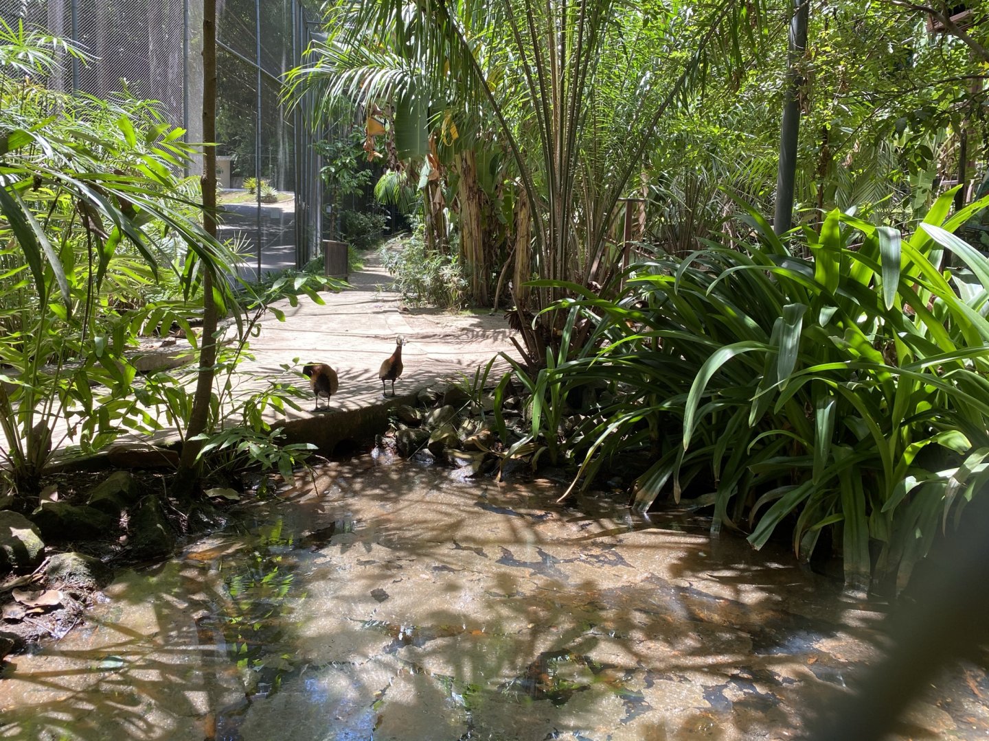 White-faced Whistling Duck (Walkthrough Aviary)