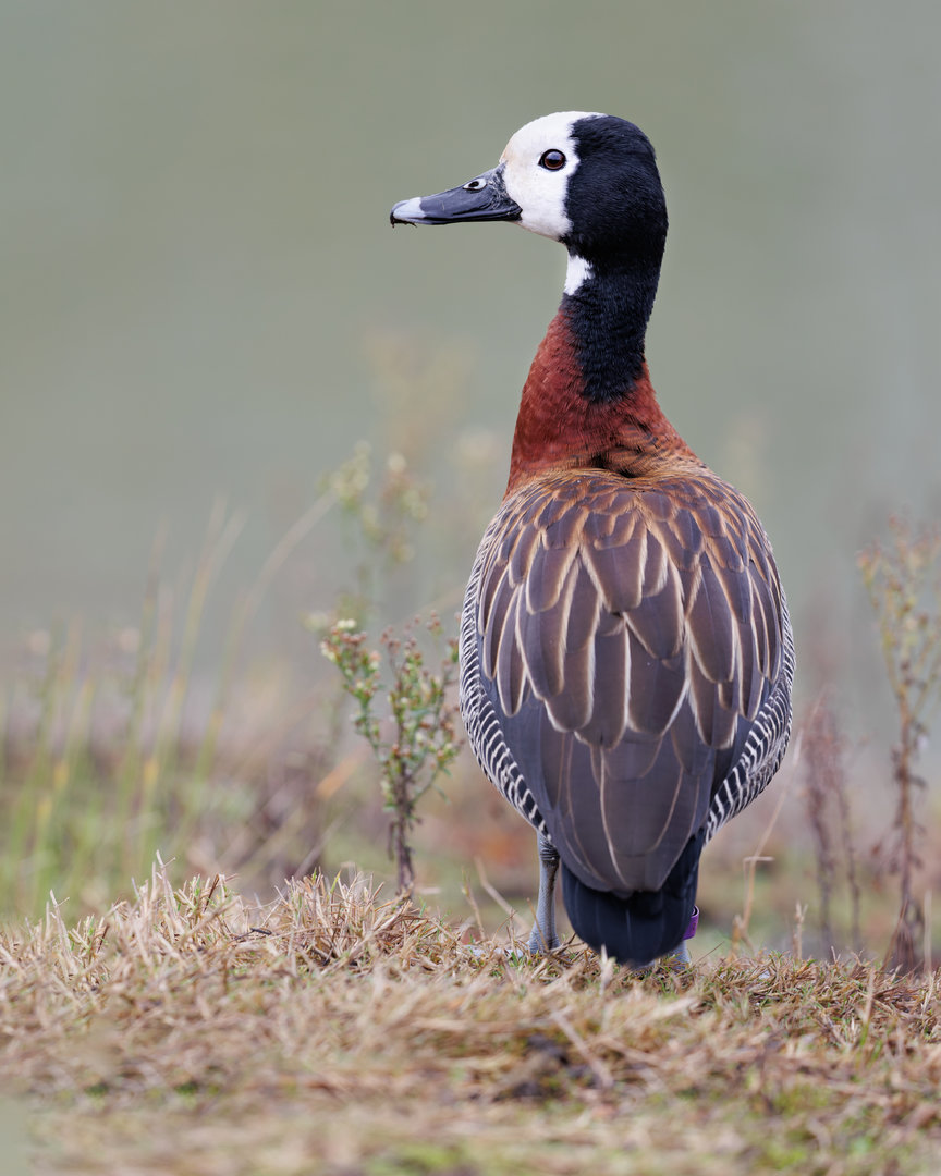 White-faced Whistling Duck / Watatunga / 27-11-22