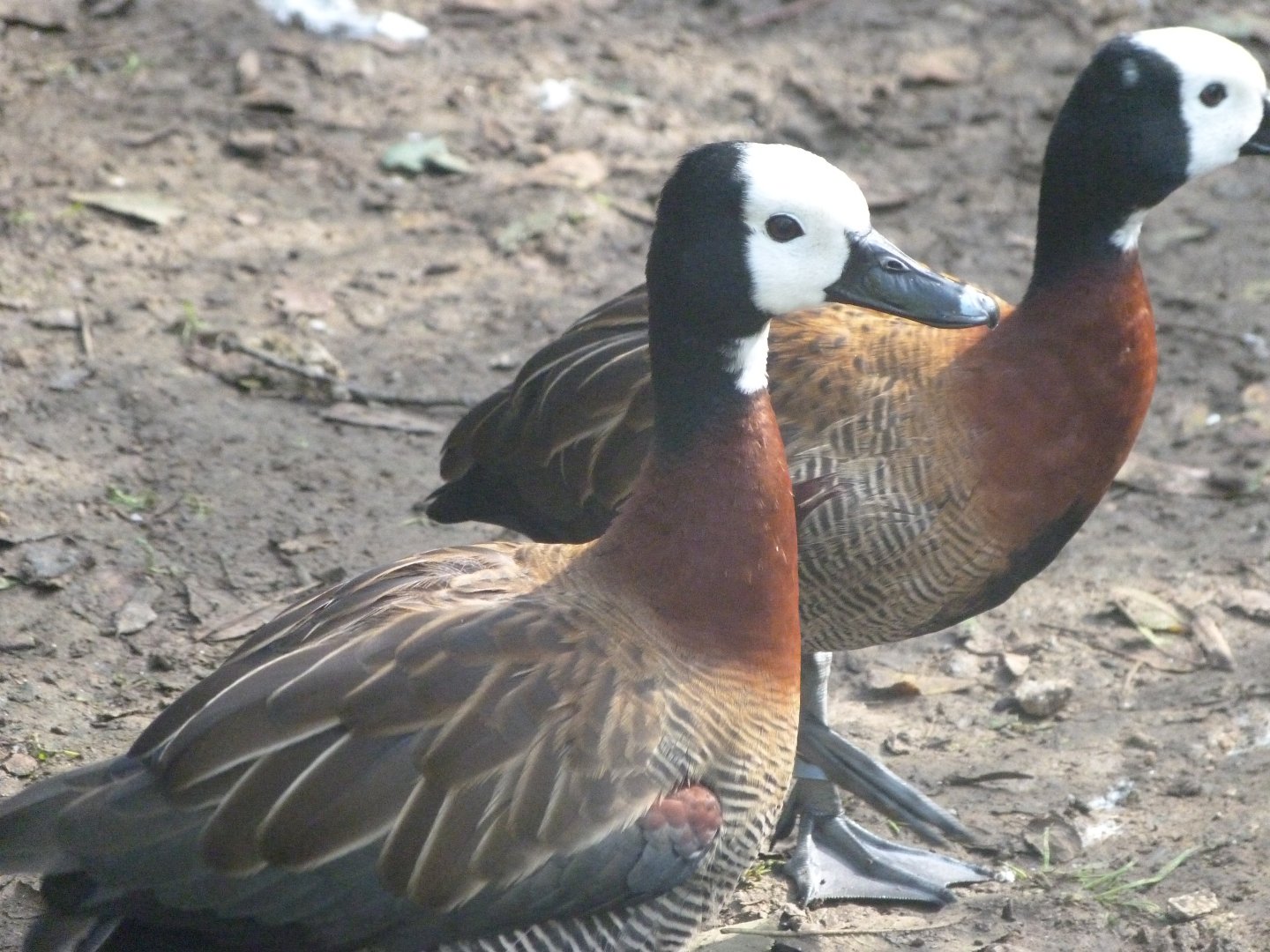 White-faced whistling duck -Zoo de Santillana del Mar (2024)
