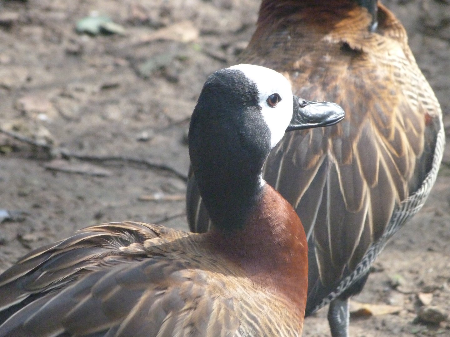 White-faced whistling duck -Zoo de Santillana del Mar (2024)