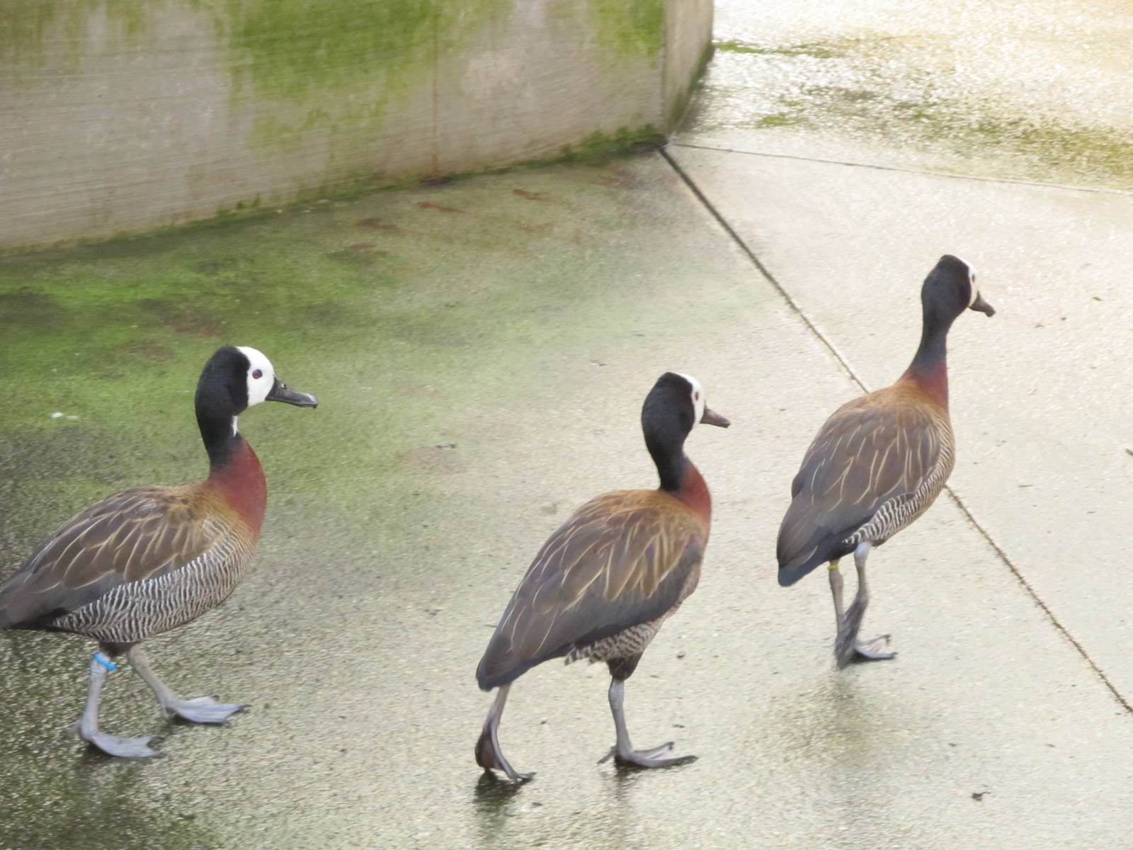 White-faced Whistling Duck