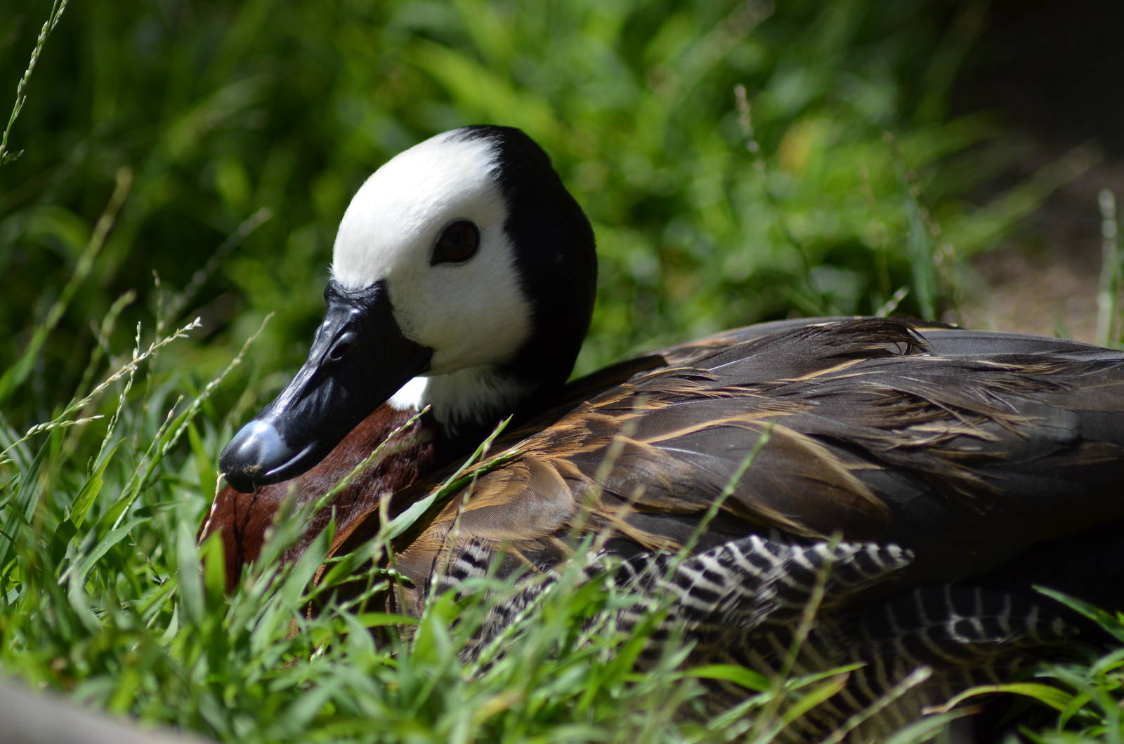 White-faced Whistling Duck
