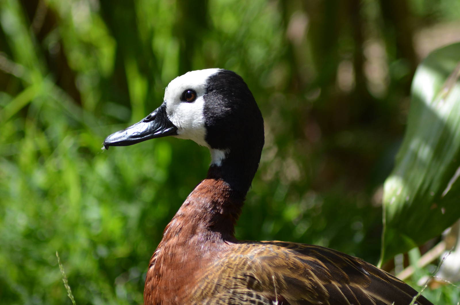 White-faced Whistling Duck