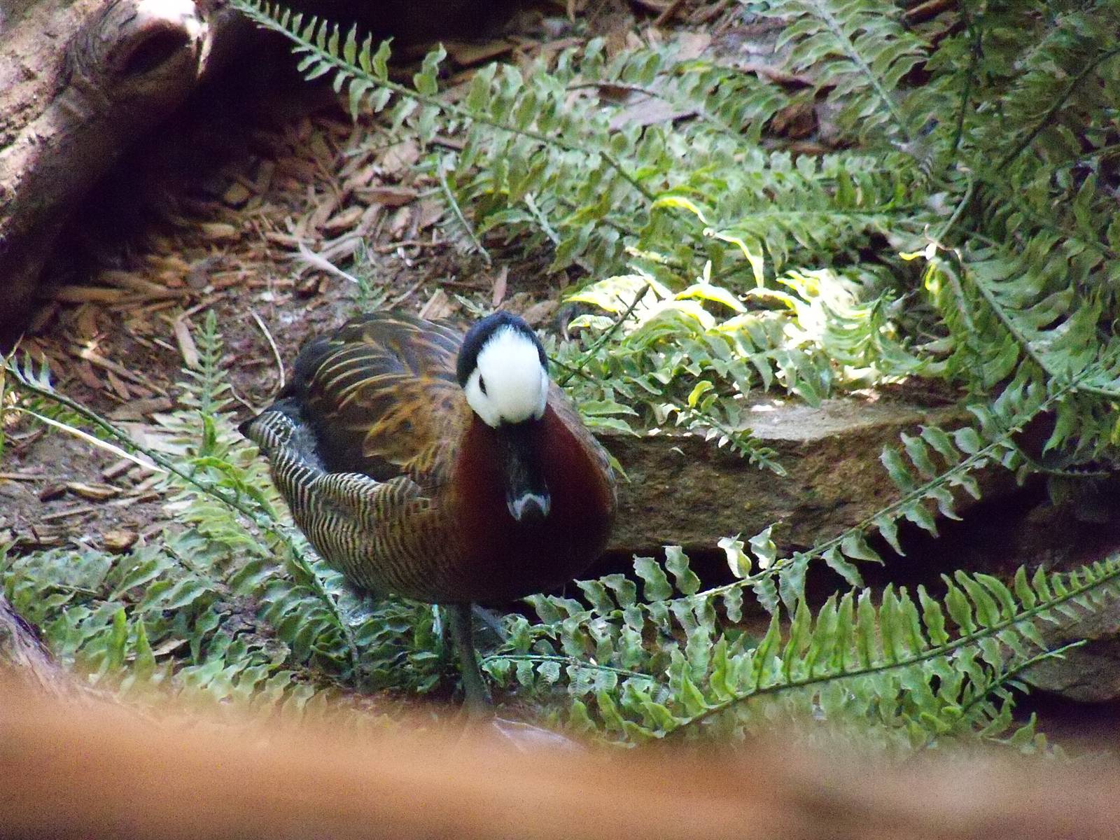White-faced Whistling Duck