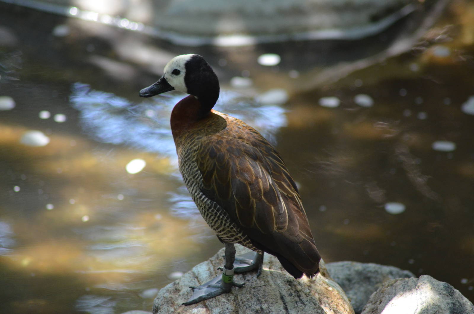 White-faced Whistling Duck