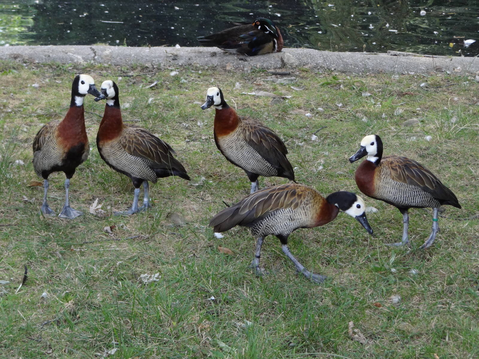 White-faced Whistling Duck