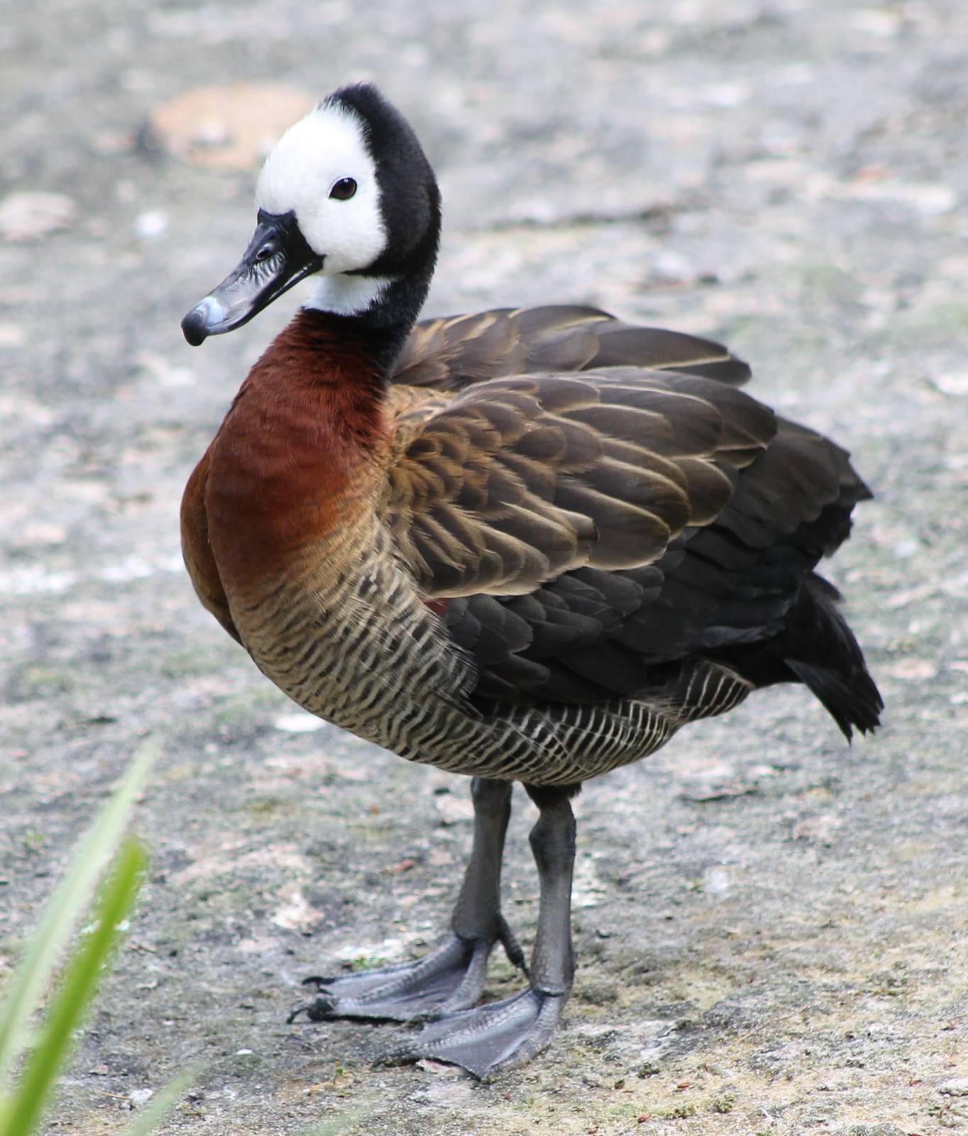 White-faced whistling duck