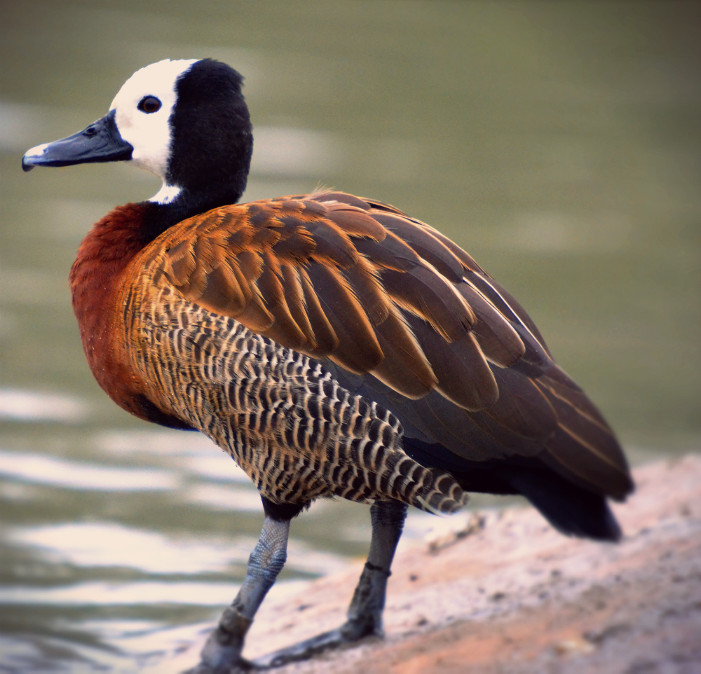 white faced whistling duck