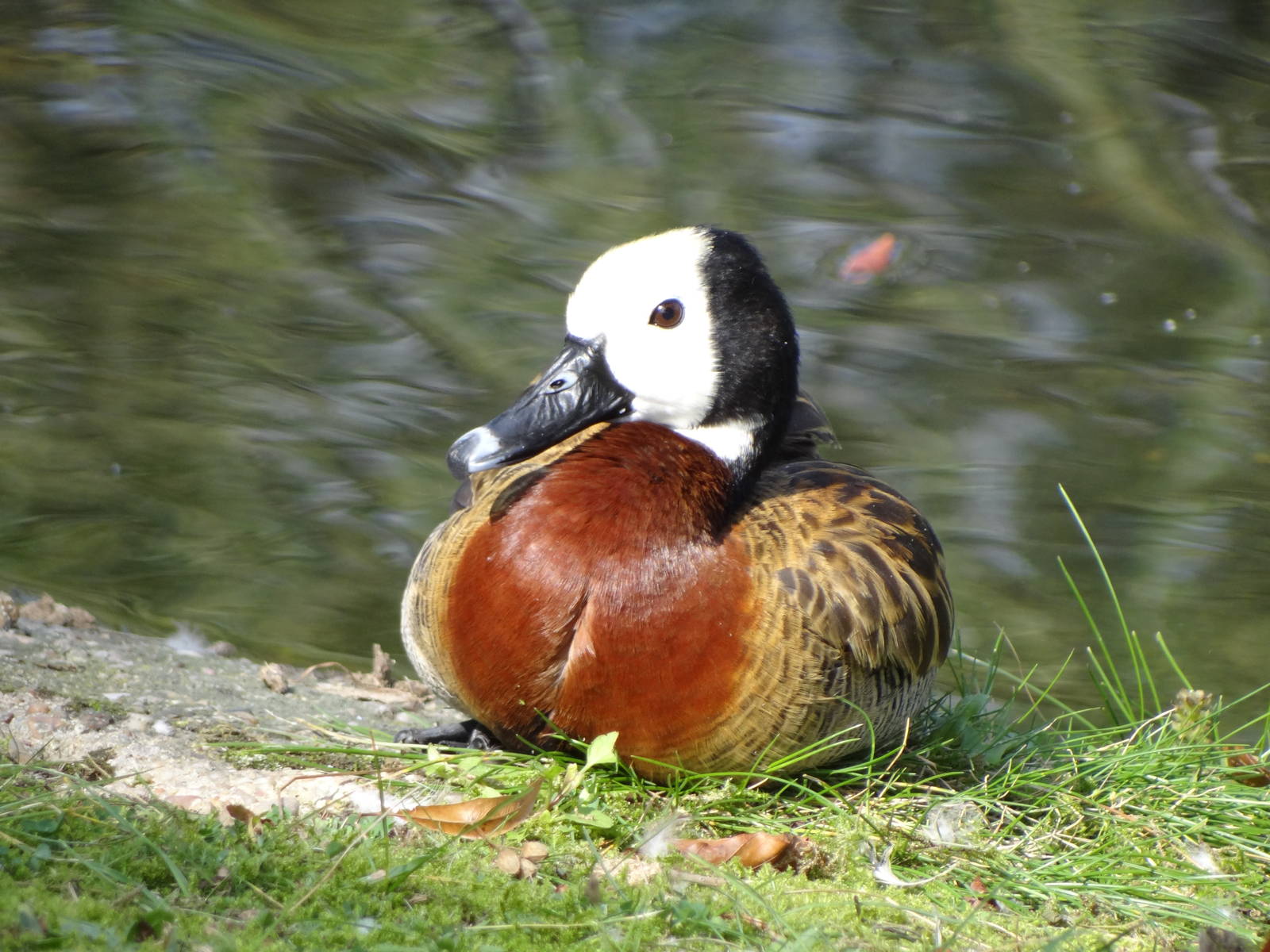 White-faced Whistling Duck