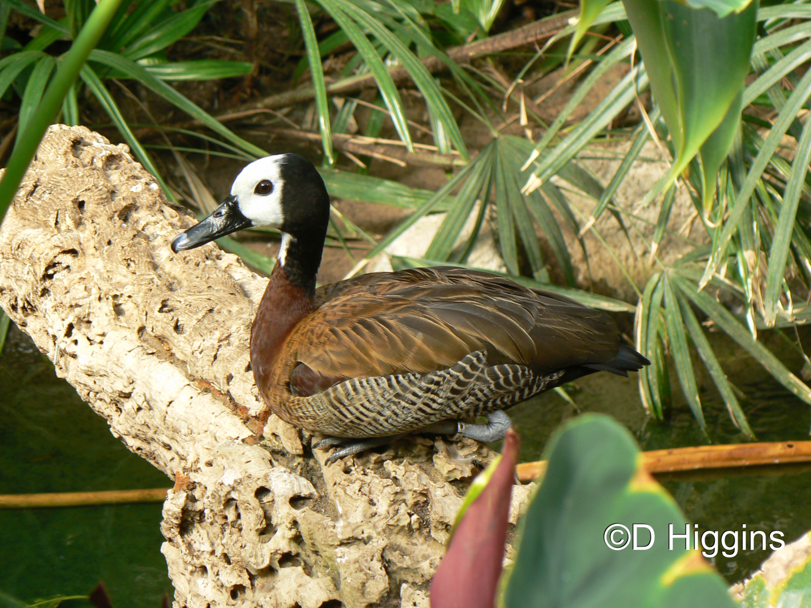 White-faced Whistling Duck