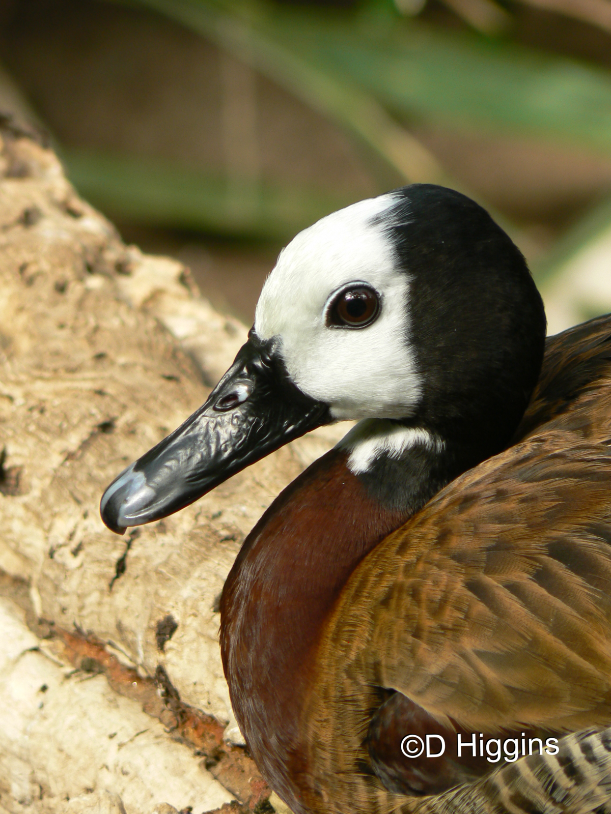 White-faced Whistling Duck