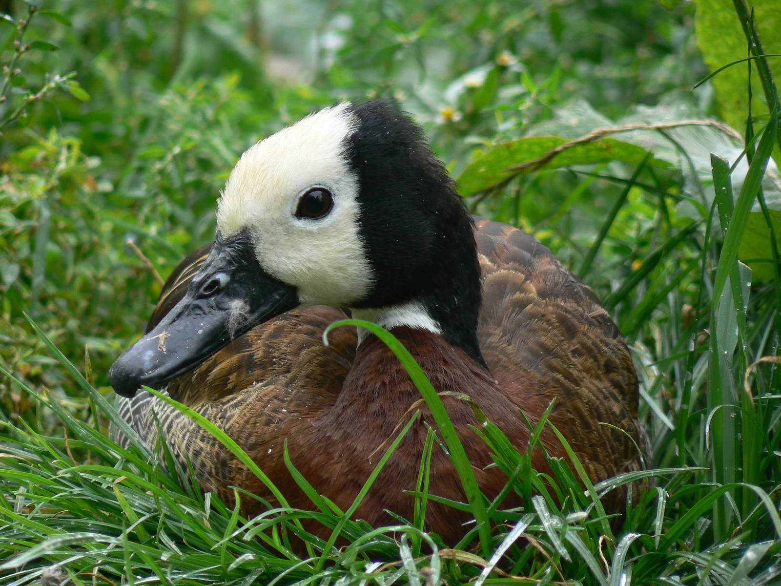 White-faced Whistling Duck