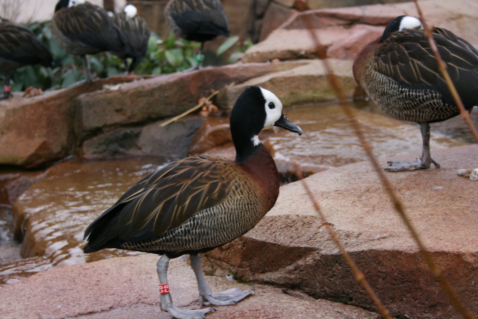 White-faced Whistling duck