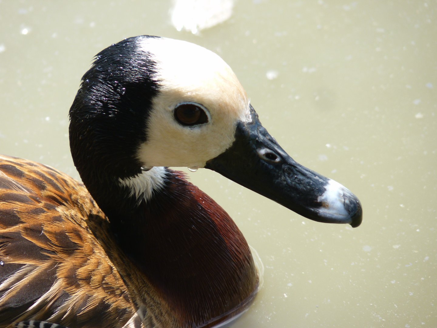 White faced whistling duck