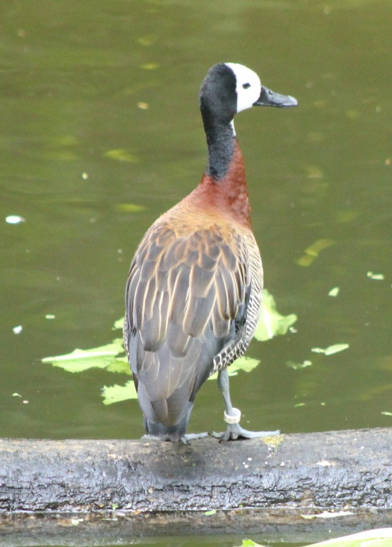 White-faced whistling duck