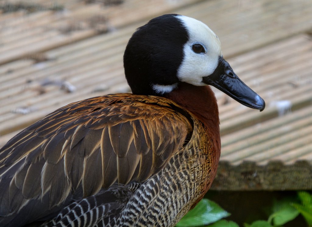 white faced whistling duck