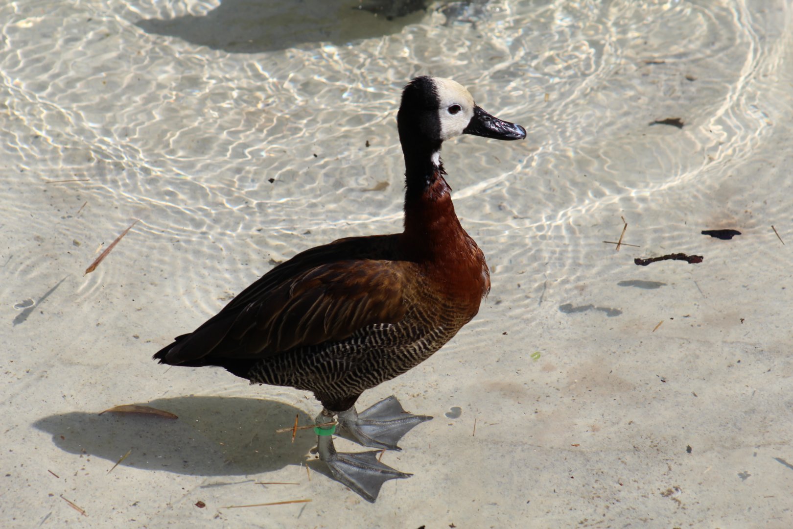 White-Faced Whistling-Duck