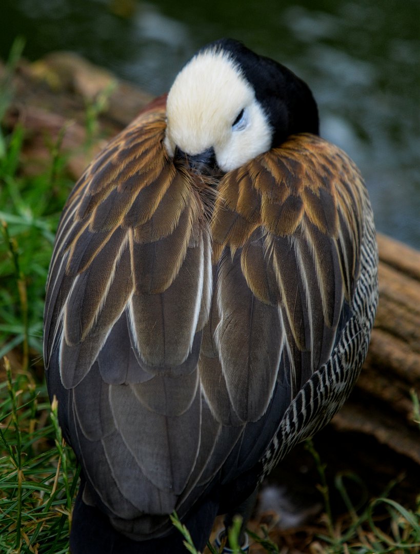 White Faced Whistling Duck