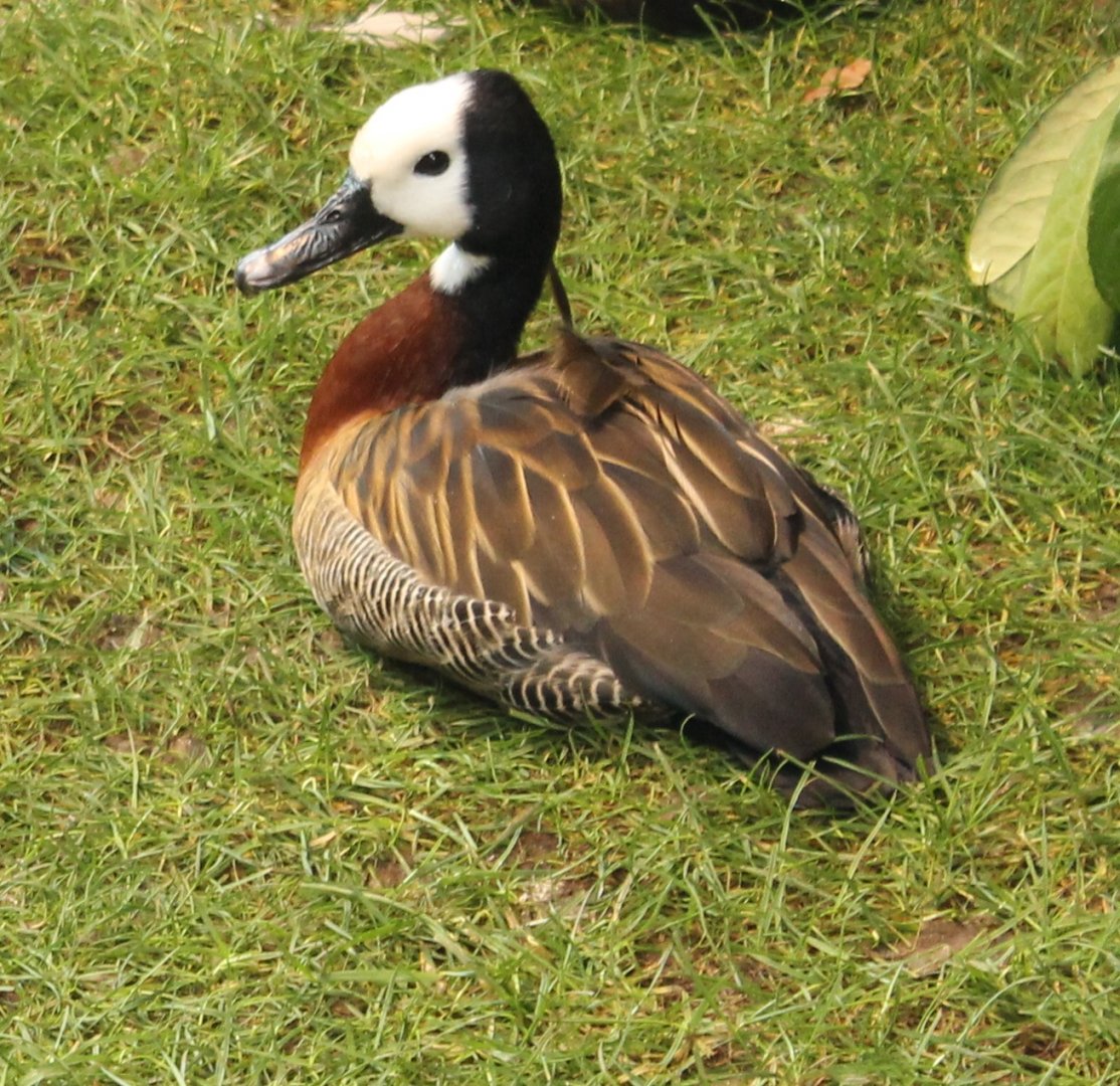 White-faced whistling duck