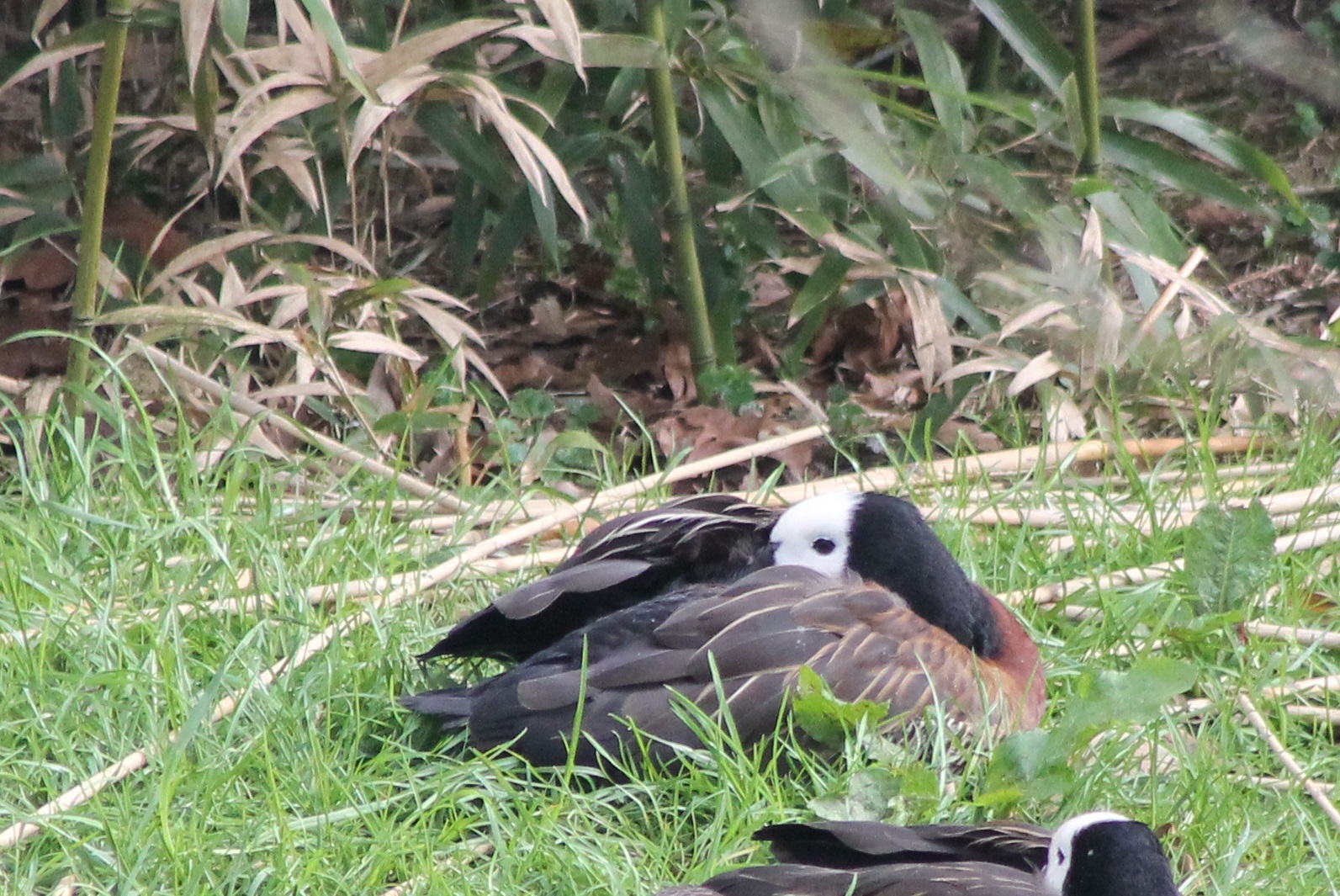 White-faced whistling-duck
