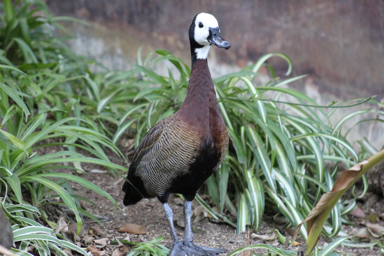 White-Faced Whistling-Duck