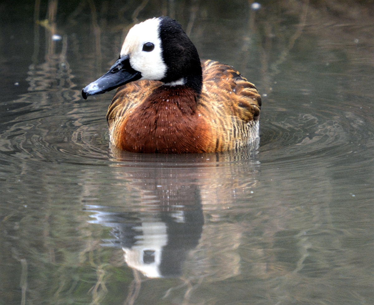 white faced whistling duck