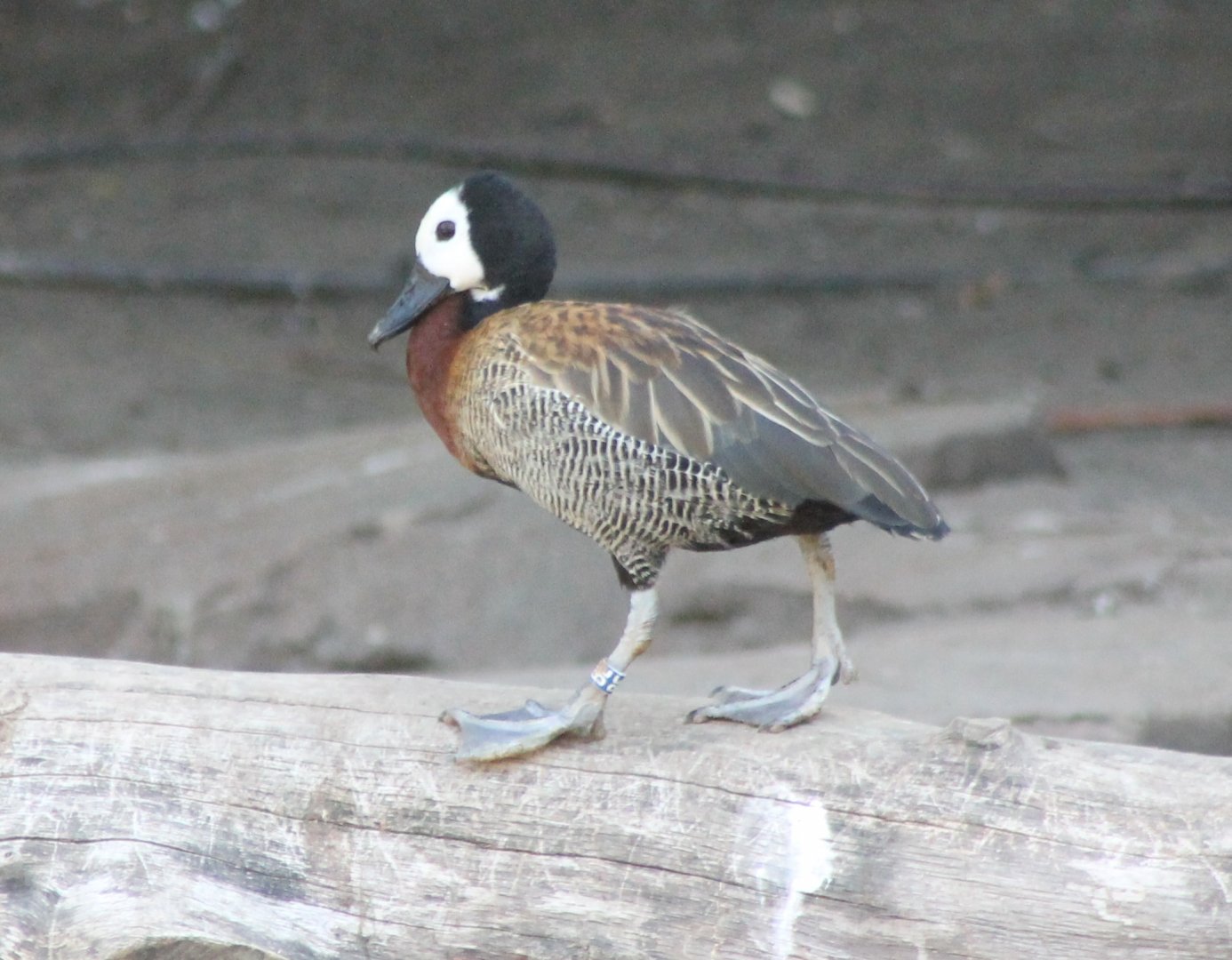 White-faced whistling duck