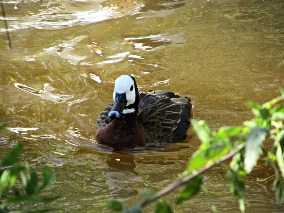 White-faced Whistling Duck