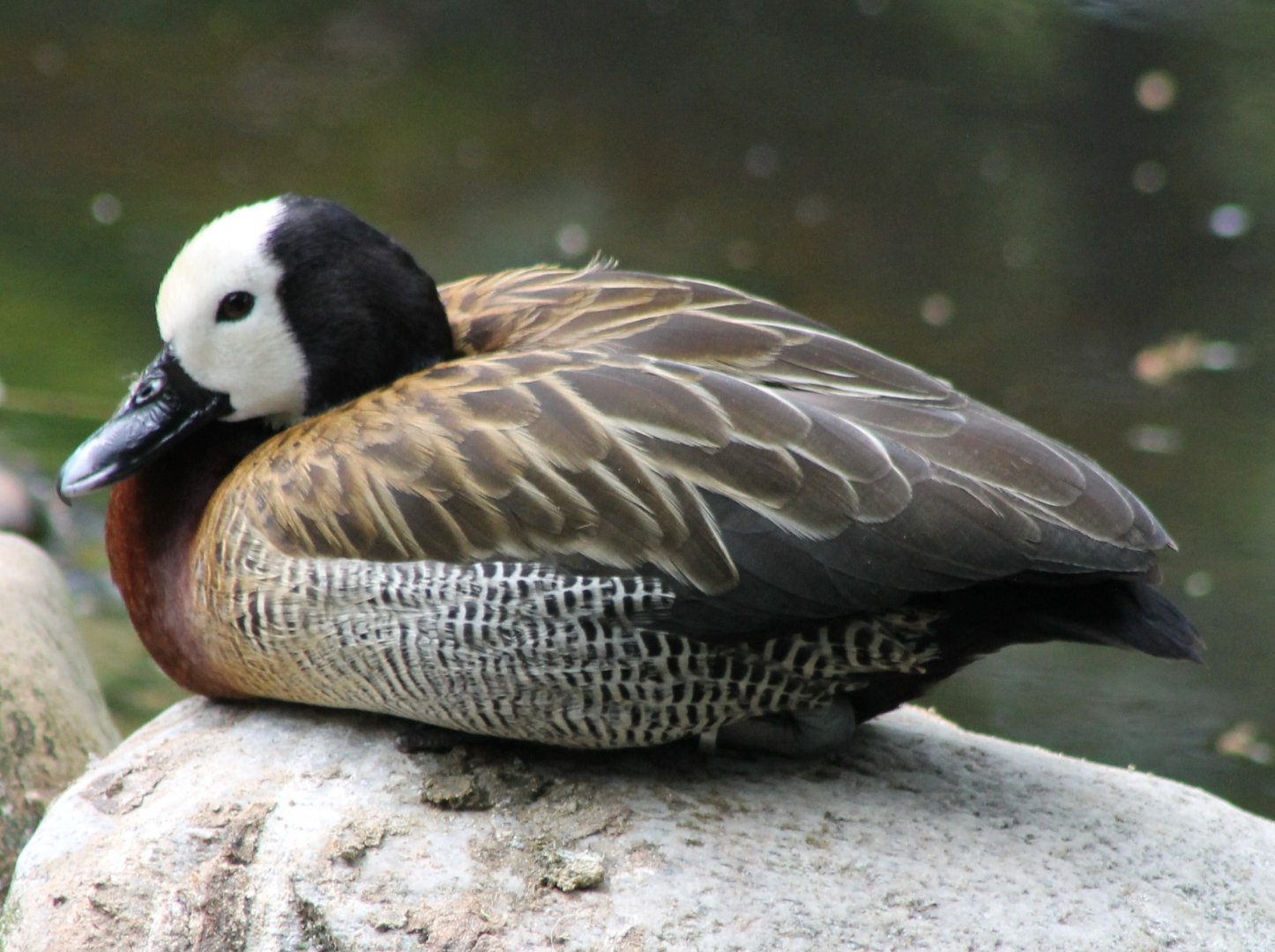 White-faced whistling duck