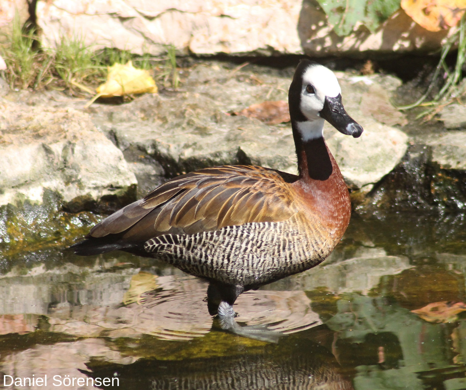 White-faced whistling duck