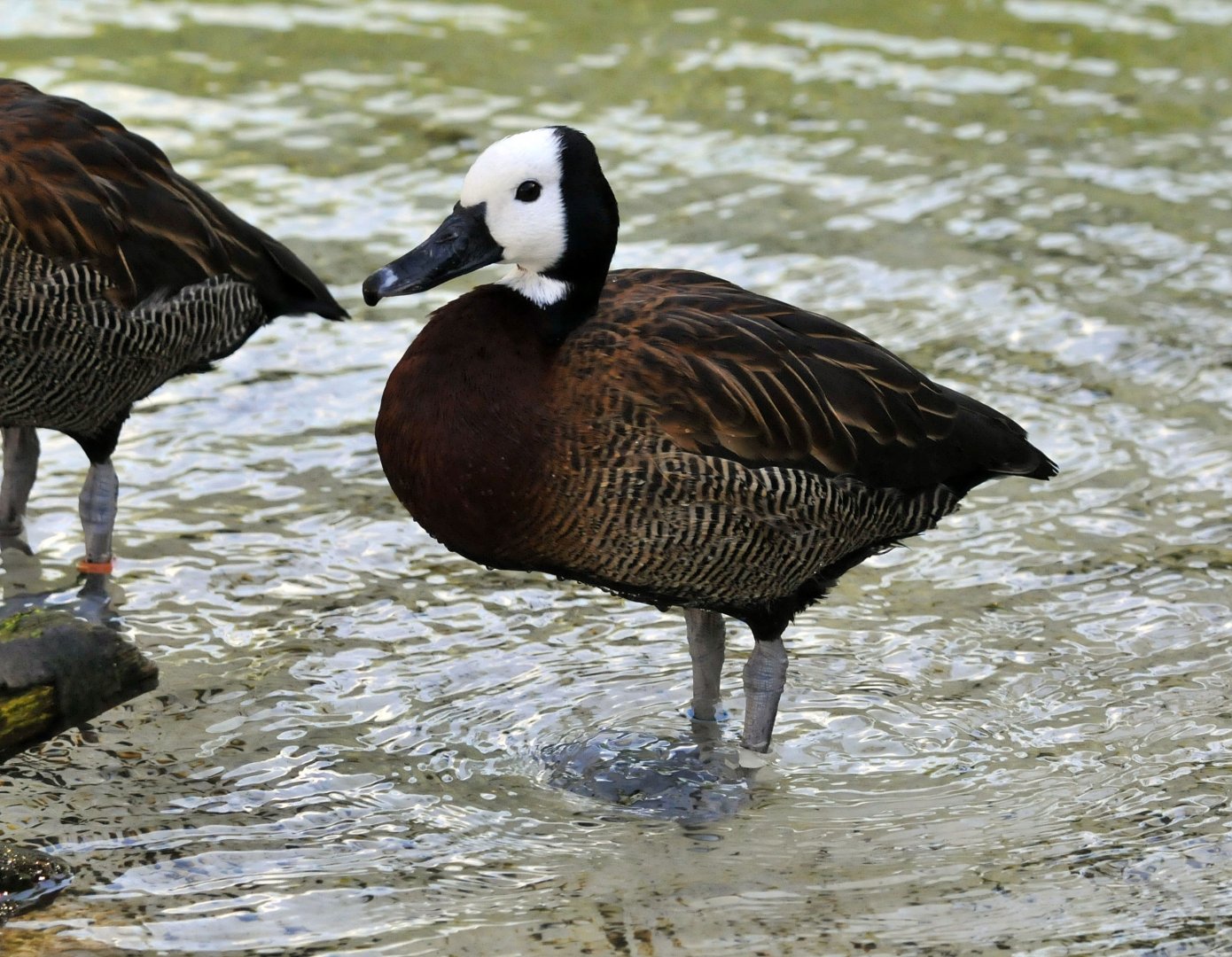 White faced whistling duck
