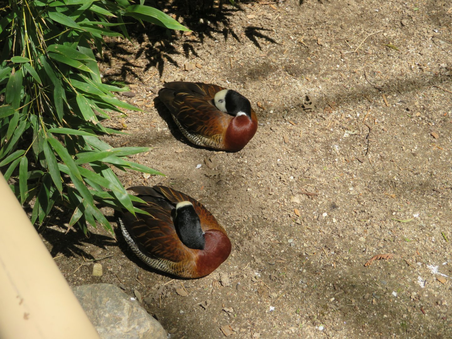 White-faced Whistling Duck