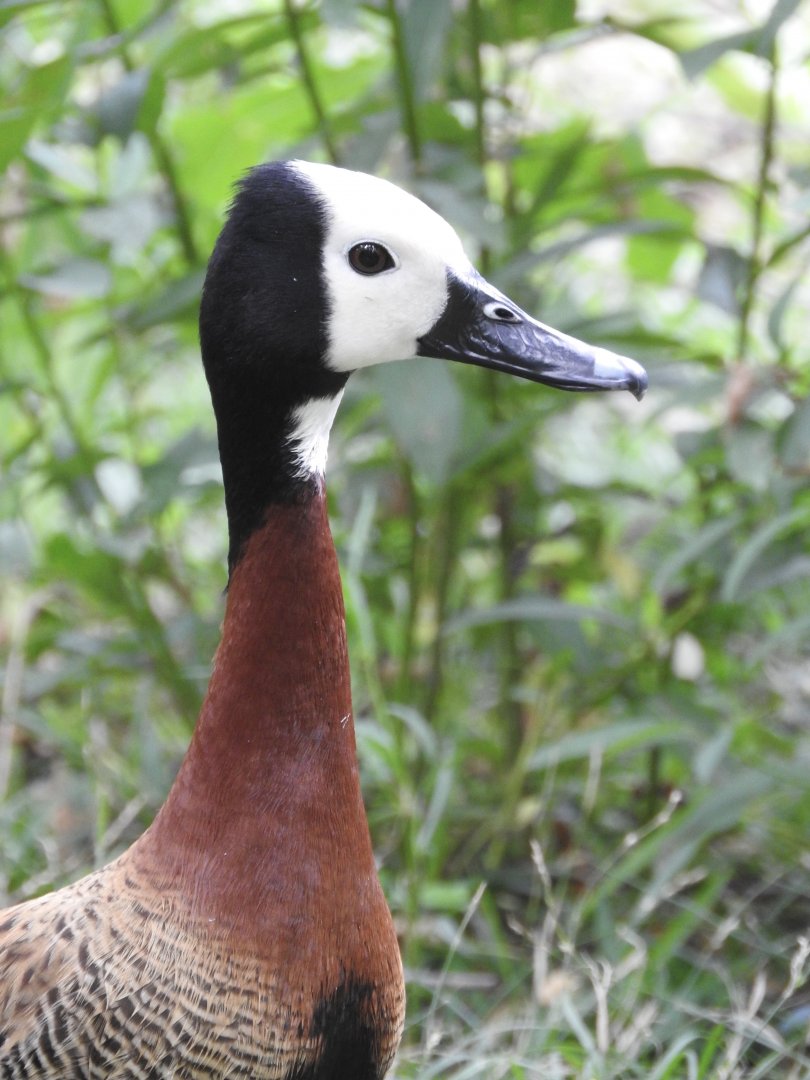 White-faced Whistling Duck