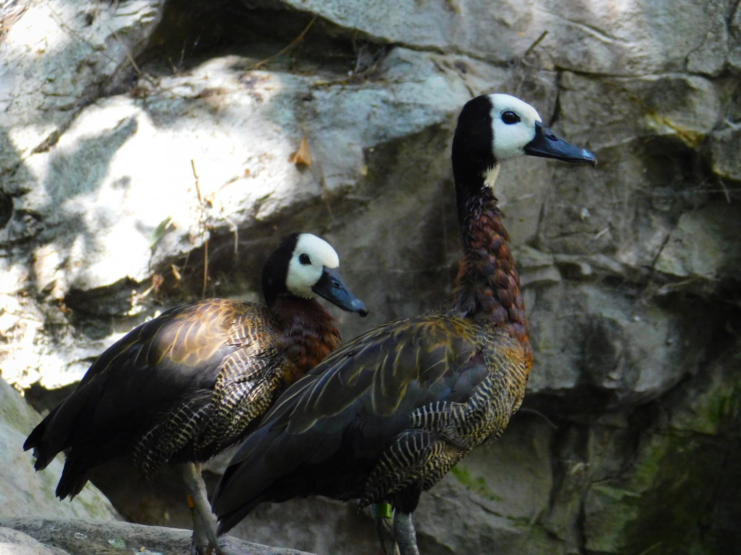 White Faced Whistling Duck