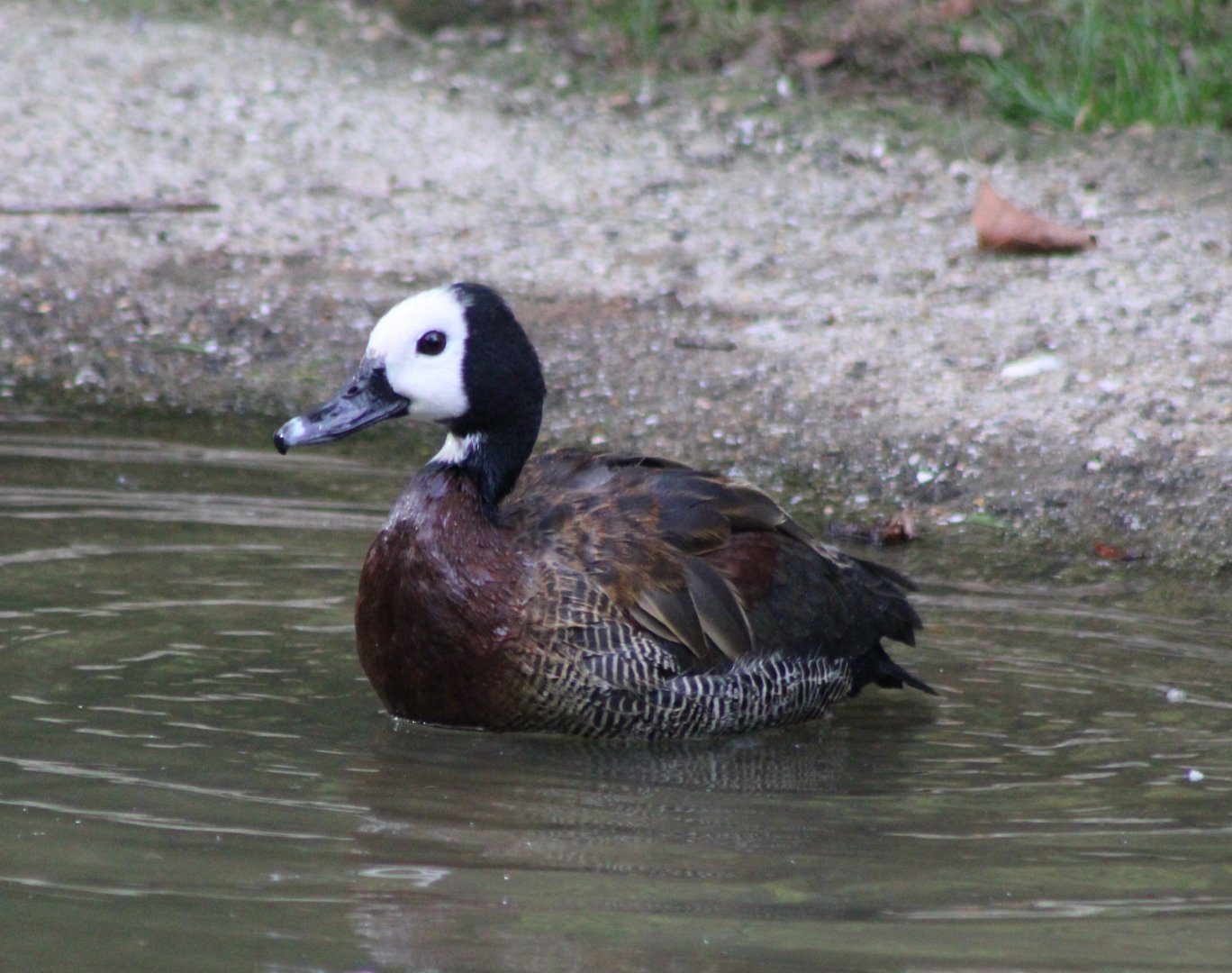White-faced whistling duck
