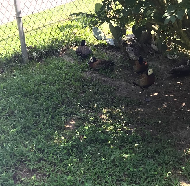 White-Faced Whistling Duck