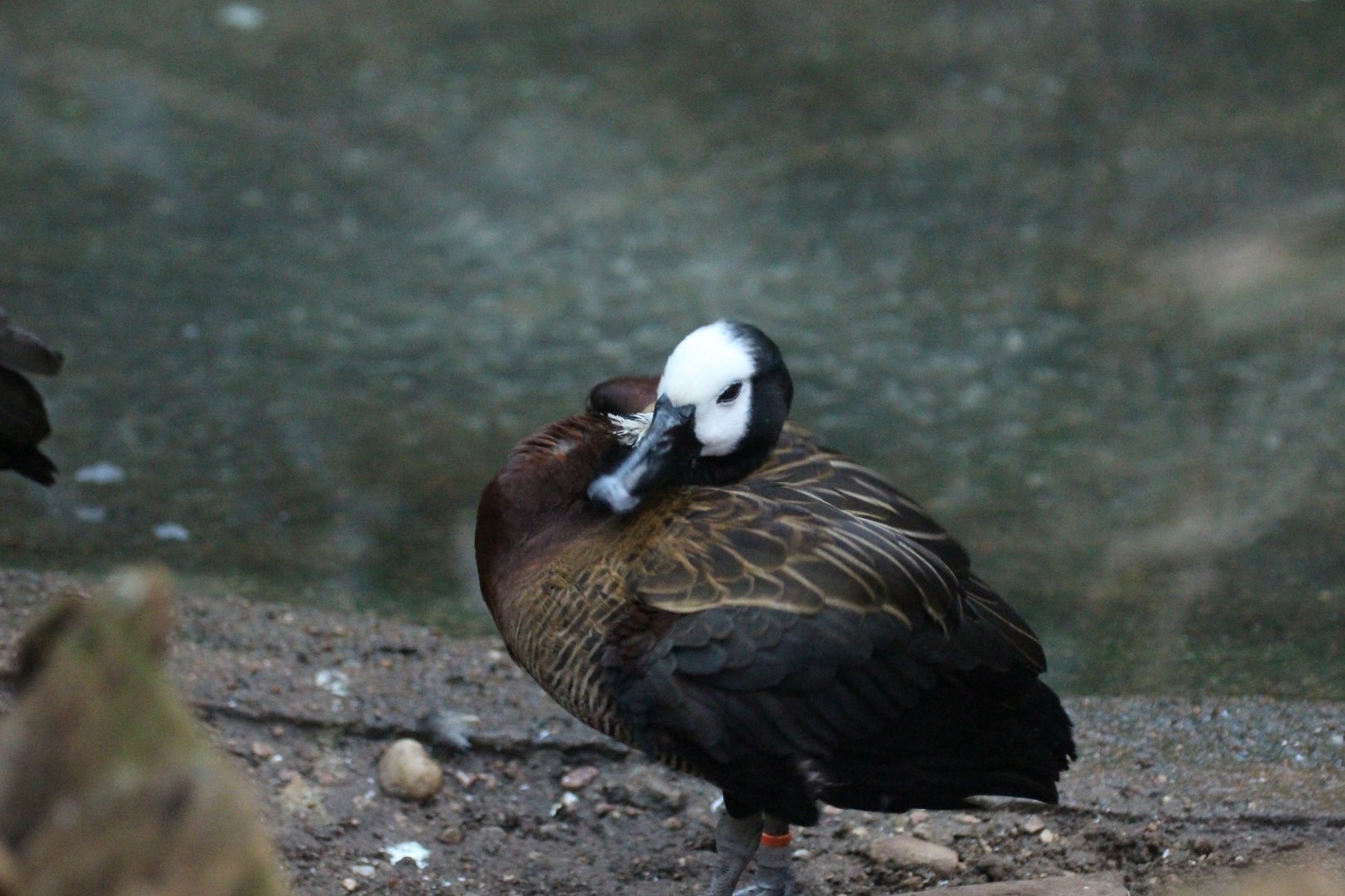White-faced Whistling-Duck