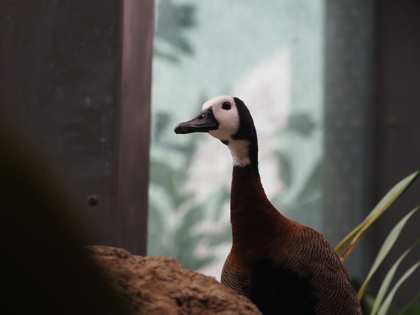 White-faced whistling duck