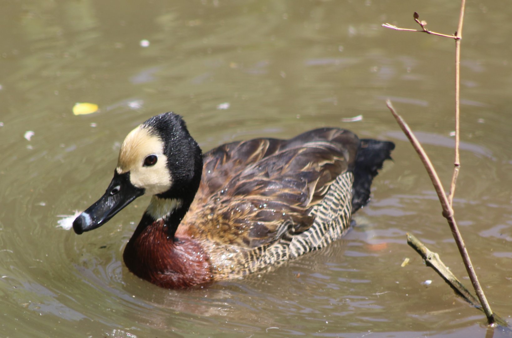 White-faced whistling duck