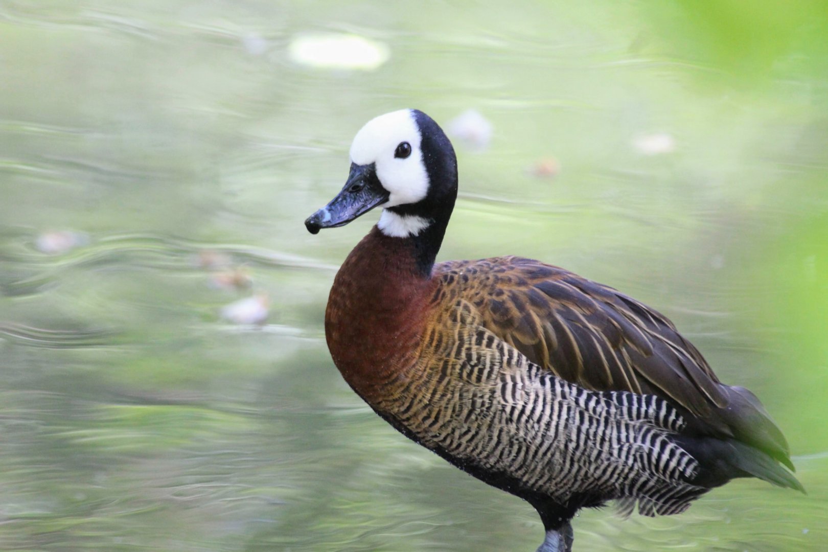White-faced Whistling-Duck