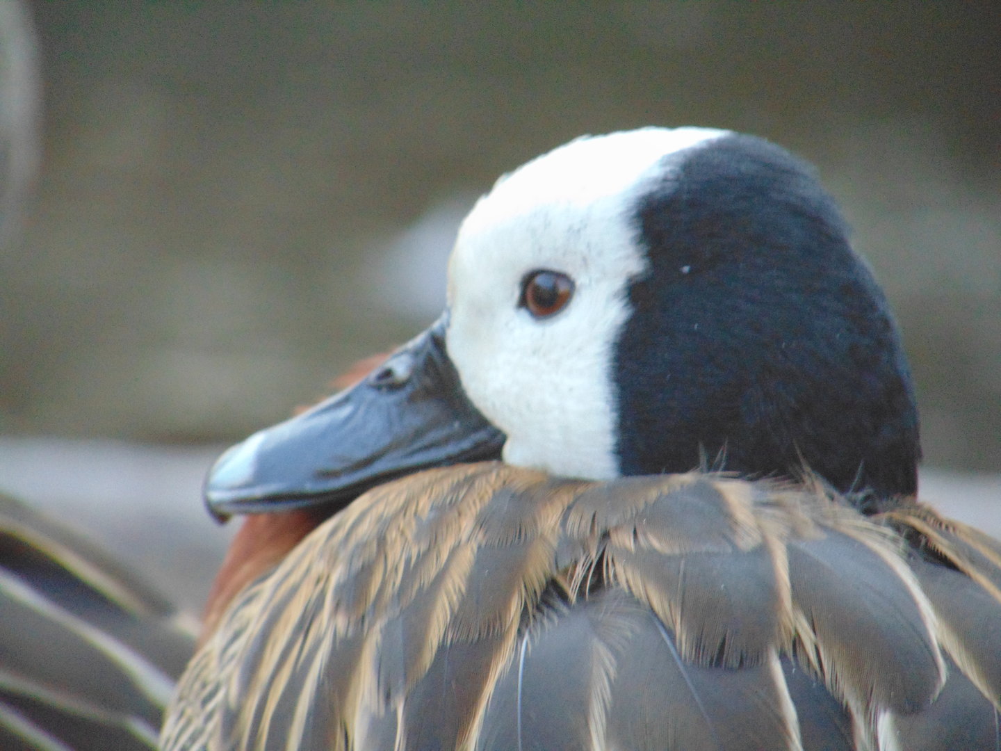 White-faced Whistling Duck